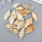 Ракушки